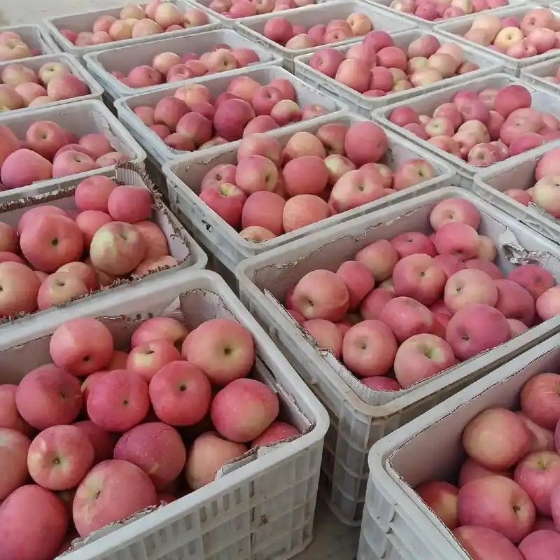 Class 1 Red Star Apple high quality