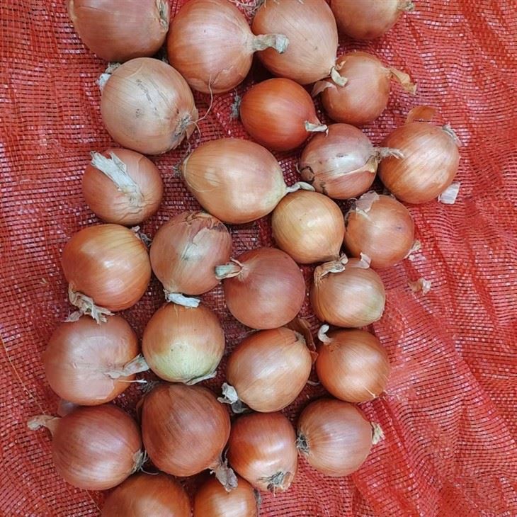 Fresh Onion Yellow Onion