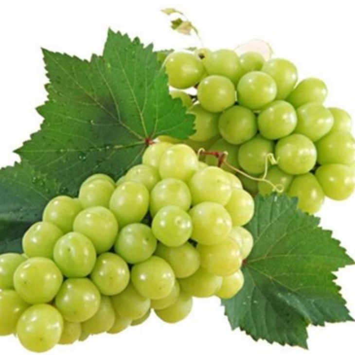 Fresh Sunshine Muscat