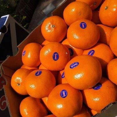 murcott mandarin