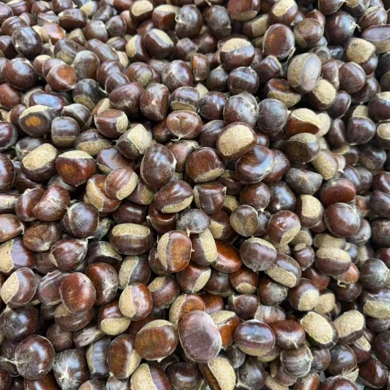 Chinese chestnut Chinese chestnut