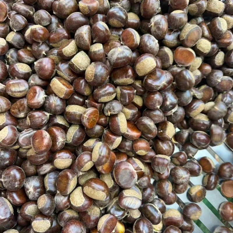 Chinese chestnut Chinese chestnut
