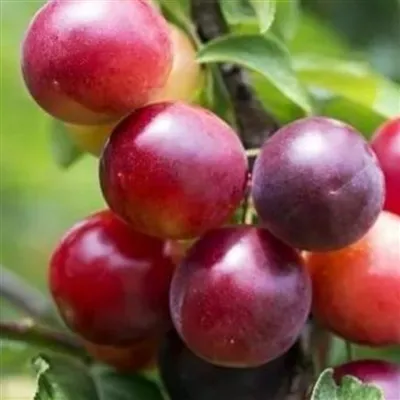 How to shape and trim a plum tree?