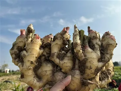 Cultivation time and methods of ginger