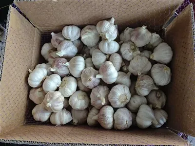 How to preserve garlic? Garlic storage techniques