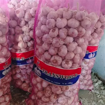 fresh garlic