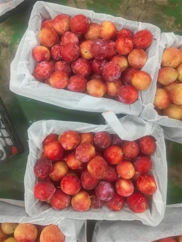 High Quality Fresh Plum