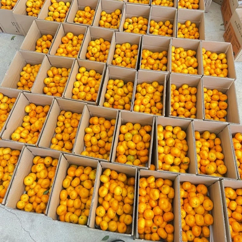 Nanfeng Baby Mandarin Orange price
