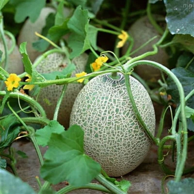 Fresh Hami Melon Fruit