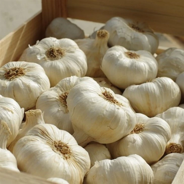 Large Size Fresh Bulk Garlic