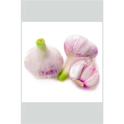normal white garlic