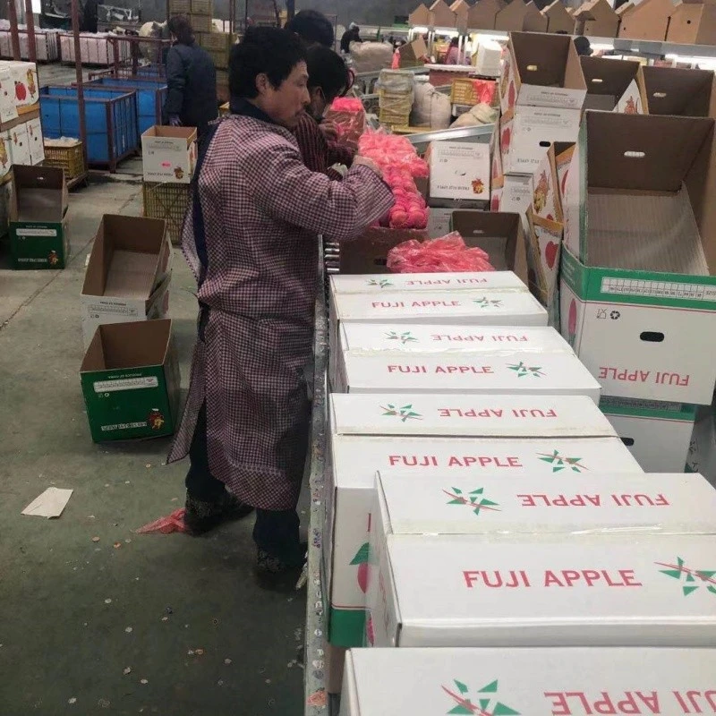 Paper Bagged Fuji Apple suppliers