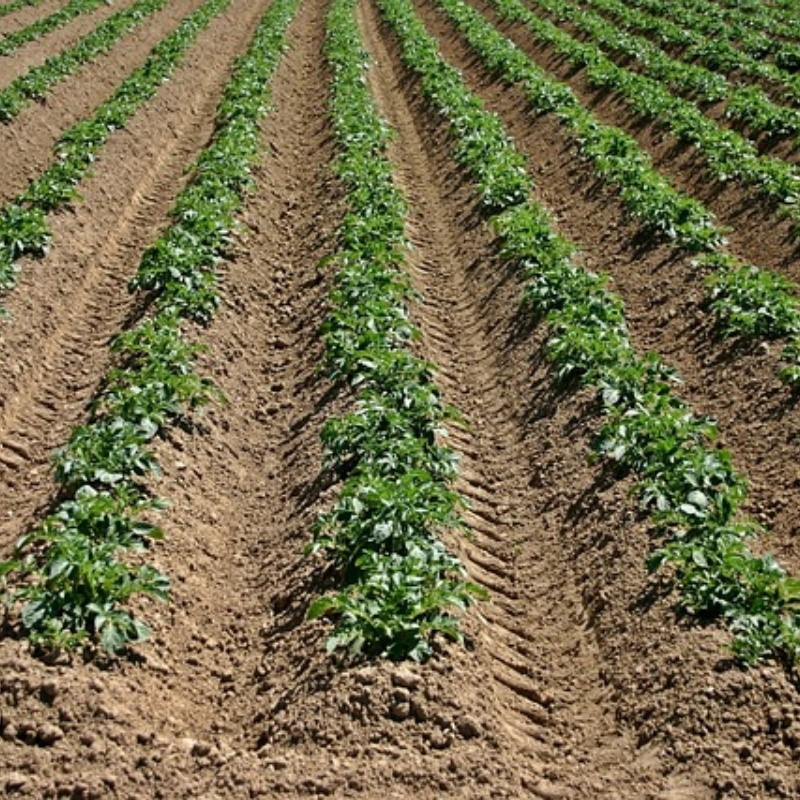 arable-500343640 arable-500343640