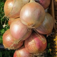 onion-466347640 onion-466347640