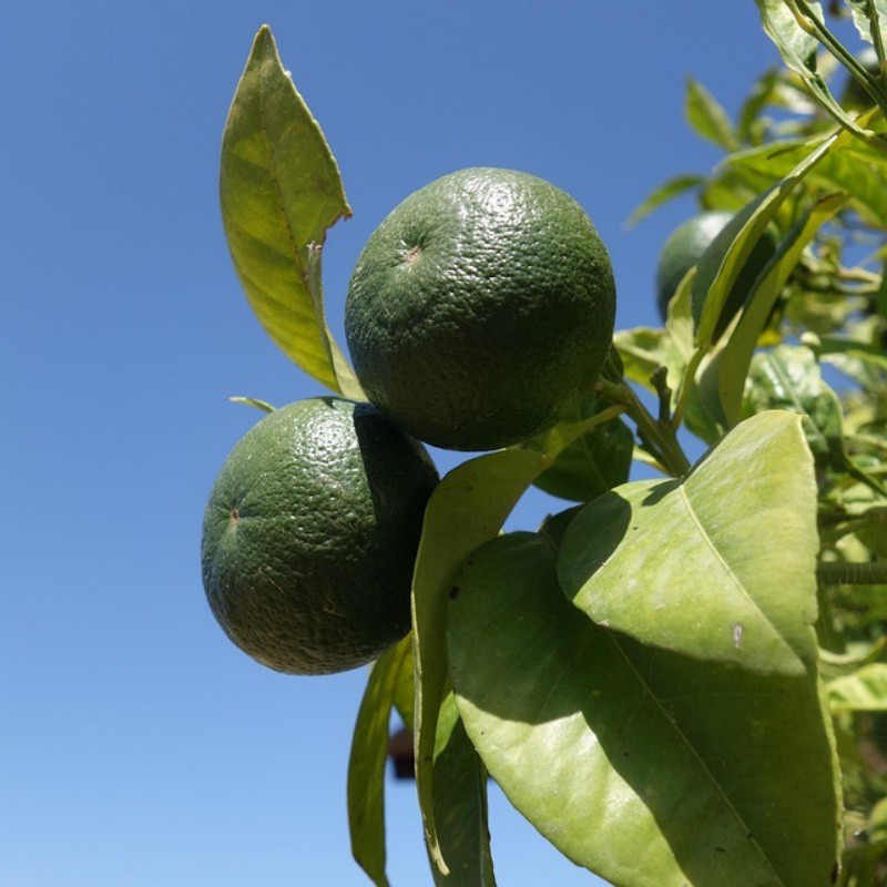 lime-1609609640 lime-1609609640