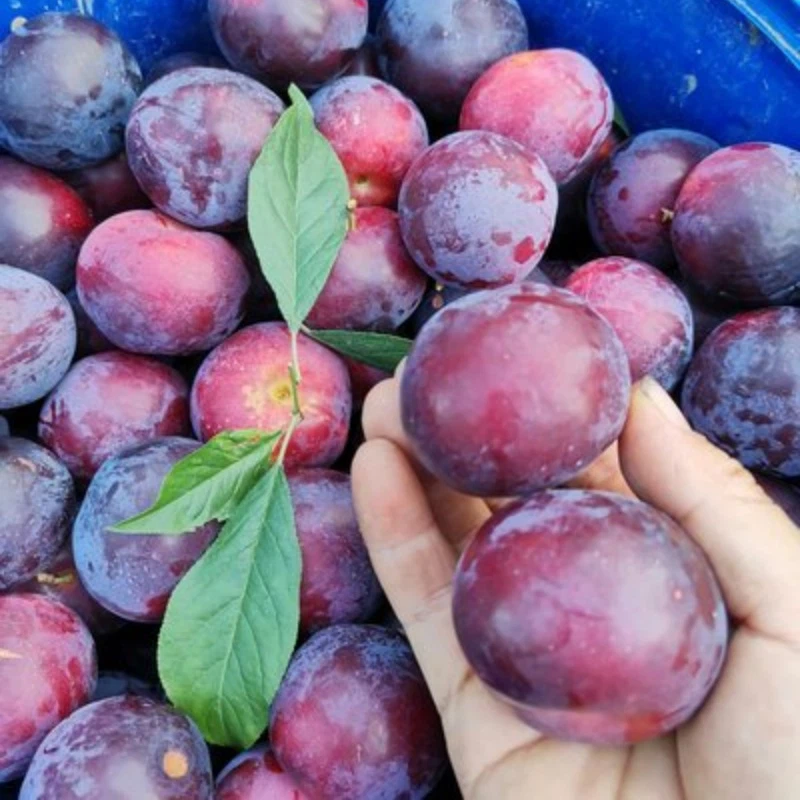 fresh sweet plum fresh sweet plum
