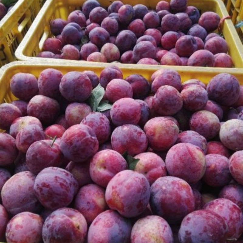 fresh sweet plum fresh sweet plum