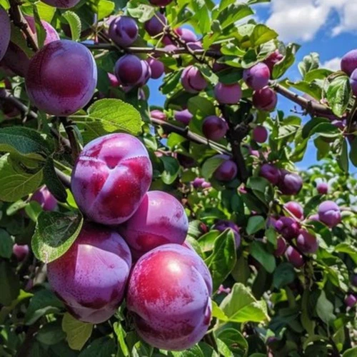 fresh sweet plum fresh sweet plum