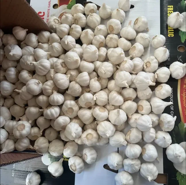 white garlic white garlic