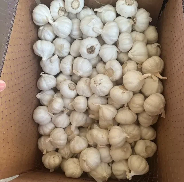 white garlic white garlic