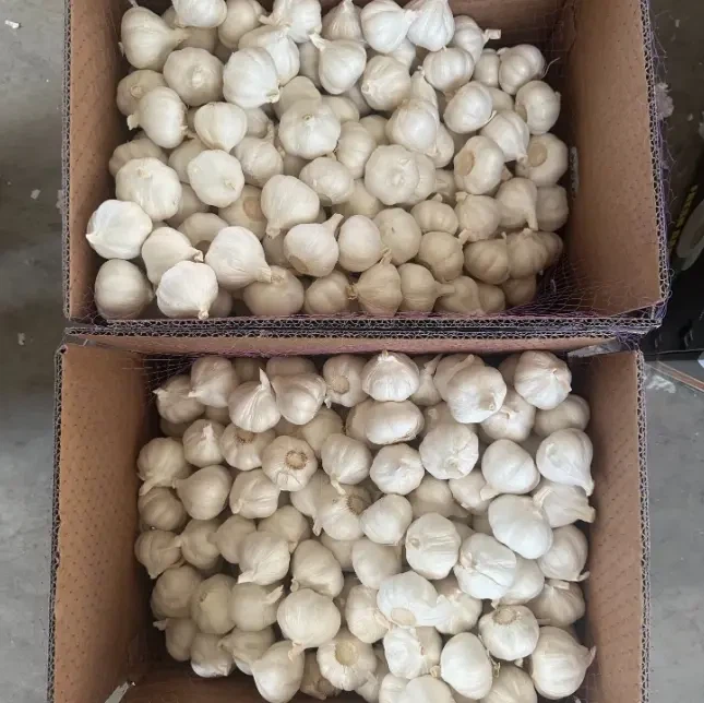 white garlic white garlic