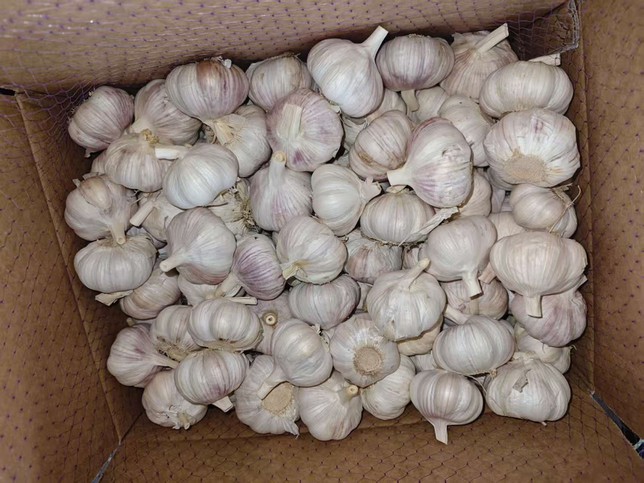 white garlic white garlic