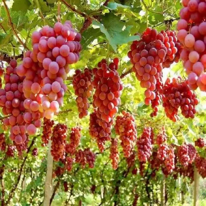 fresh grape fresh grape