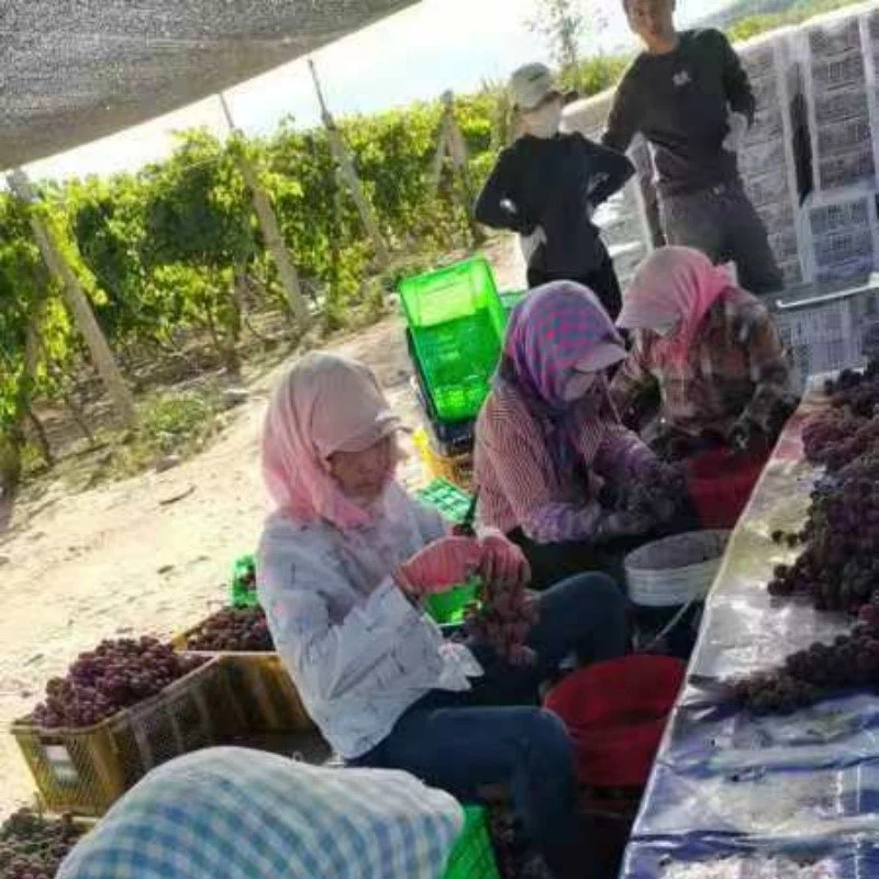 fresh grape fresh grape