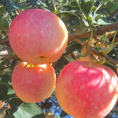 fresh gala apple fresh gala apple