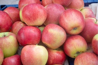 fresh apple fresh apple