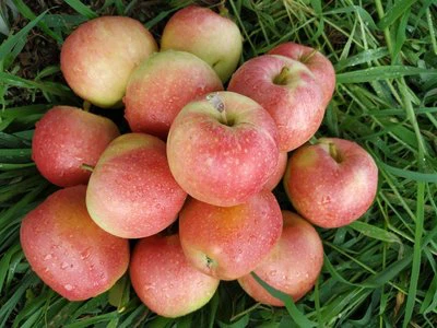 fresh apple fresh apple