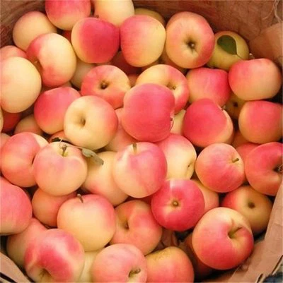fresh apple fresh apple