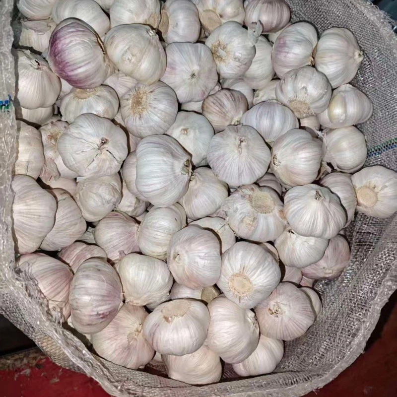 fresh garlic fresh garlic