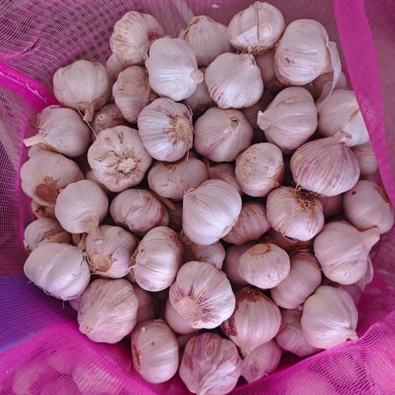 fresh garlic fresh garlic