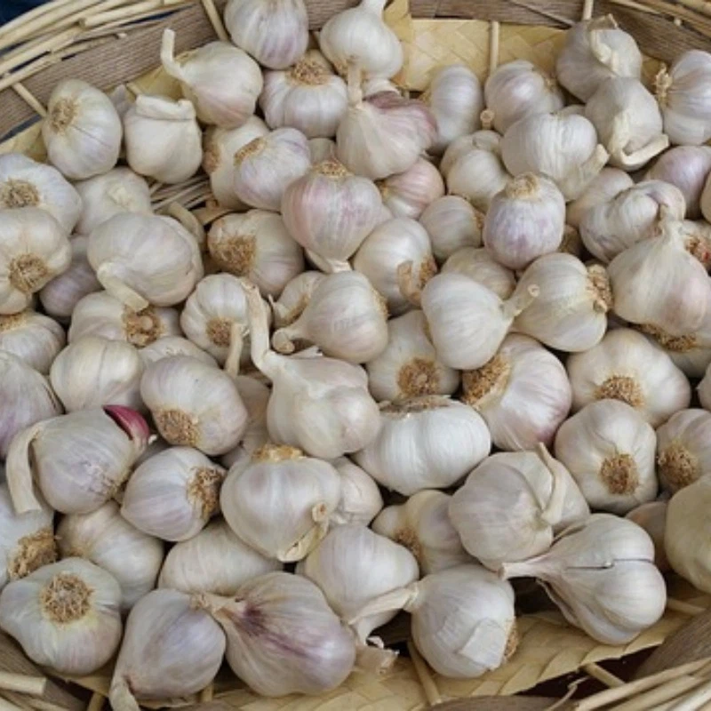 fresh garlic fresh garlic