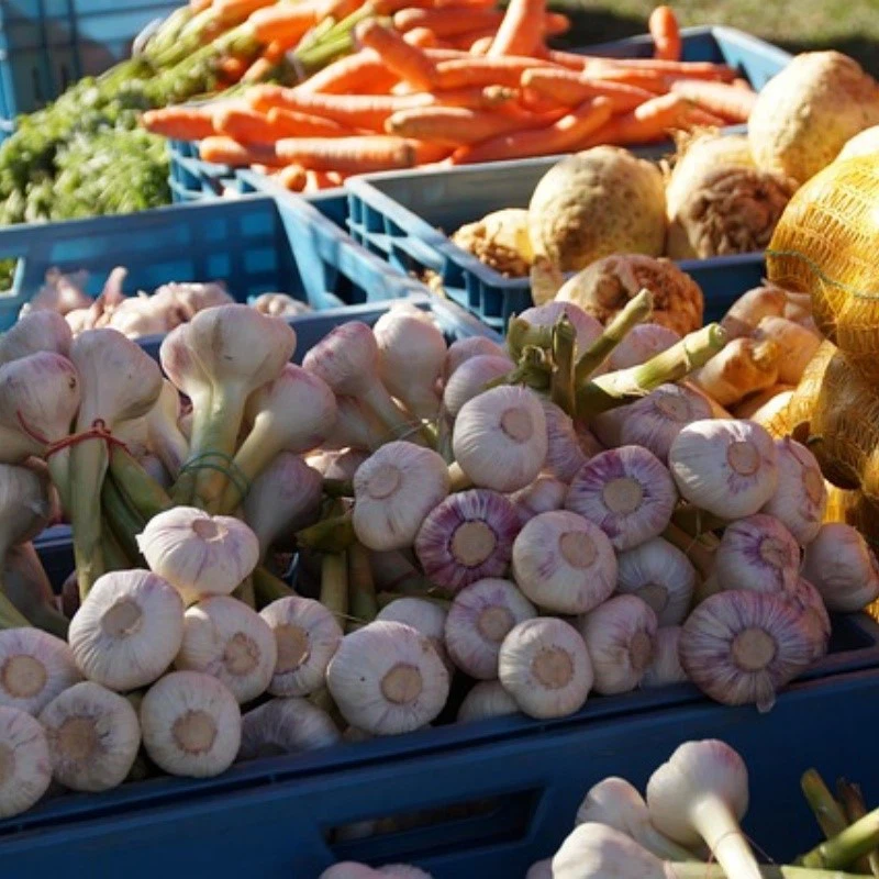 fresh garlic fresh garlic