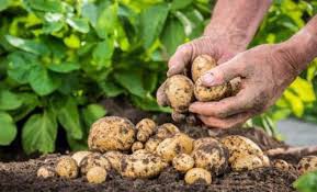 cheap potato cheap potato