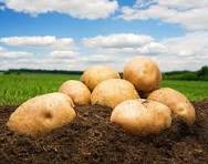 good quality potato good quality potato