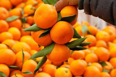 sweet nanfeng orange sweet nanfeng orange