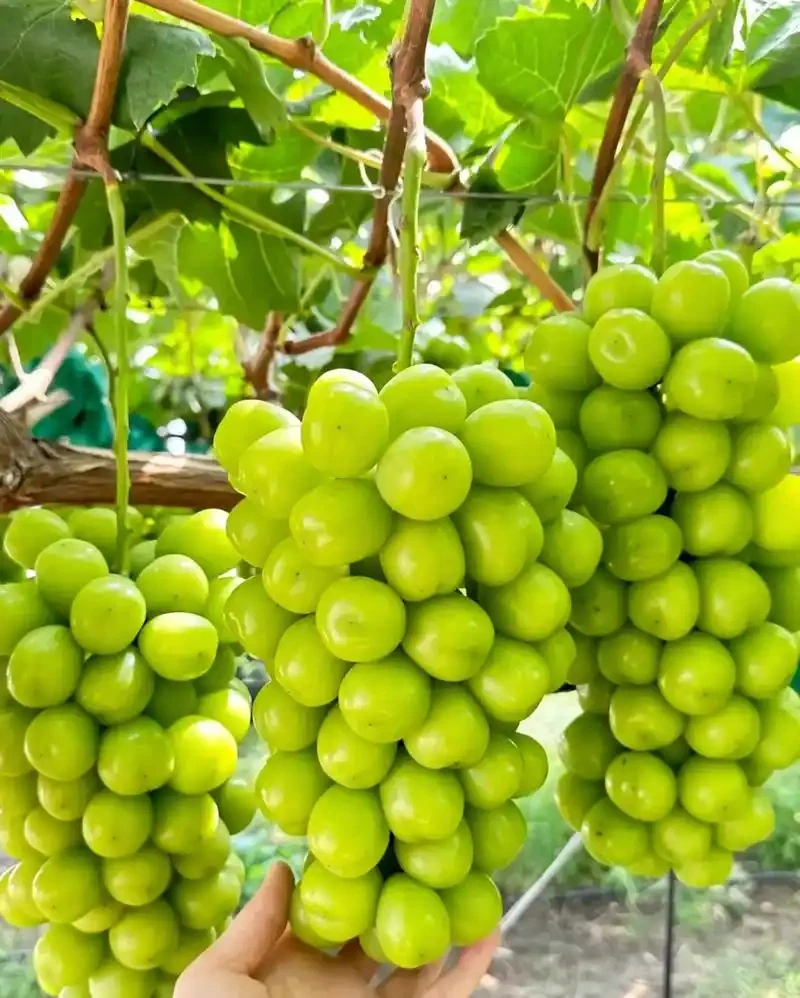 Shine Muscat Shine Muscat