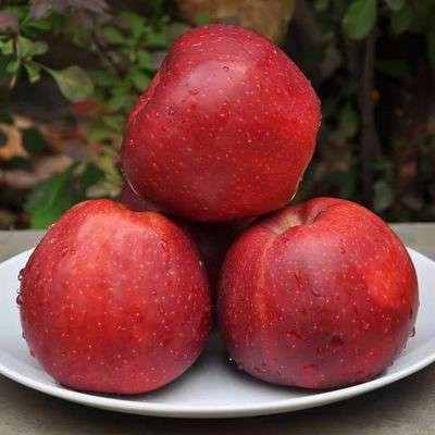red apple red apple