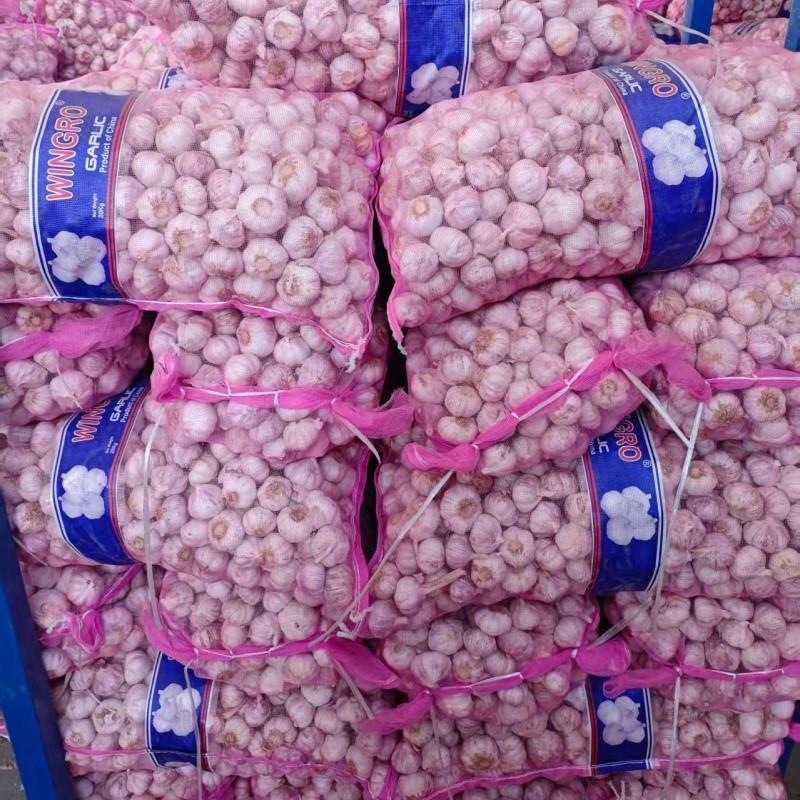 white garlic white garlic