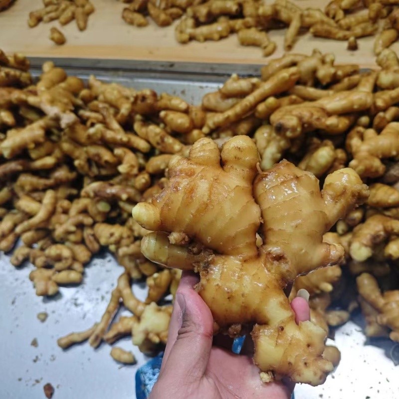 fresh ginger fresh ginger