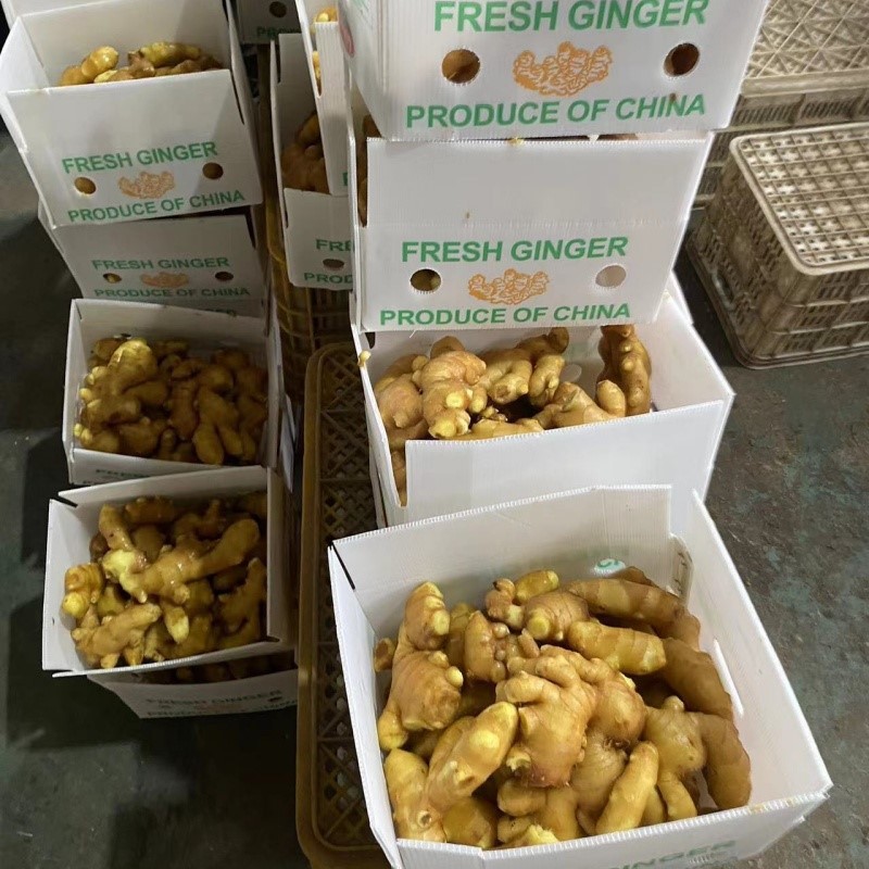 fresh ginger with carton fresh ginger with carton