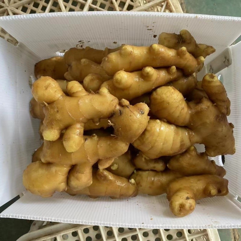 fresh ginger with carton fresh ginger with carton