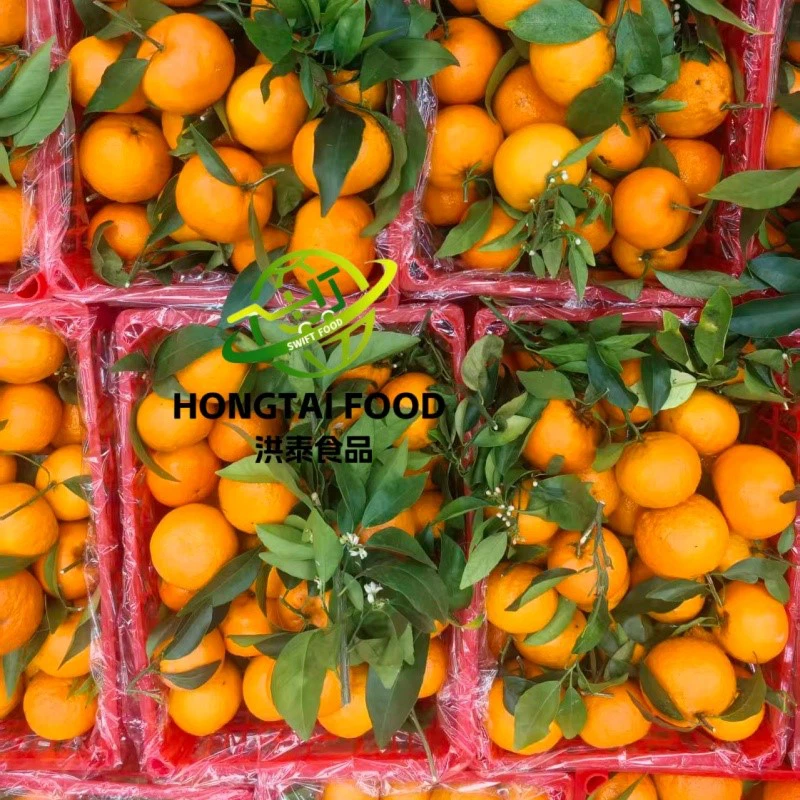 fresh mandarin fresh mandarin