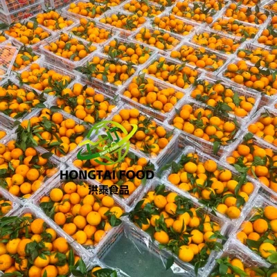 sweet nanfeng orange sweet nanfeng orange