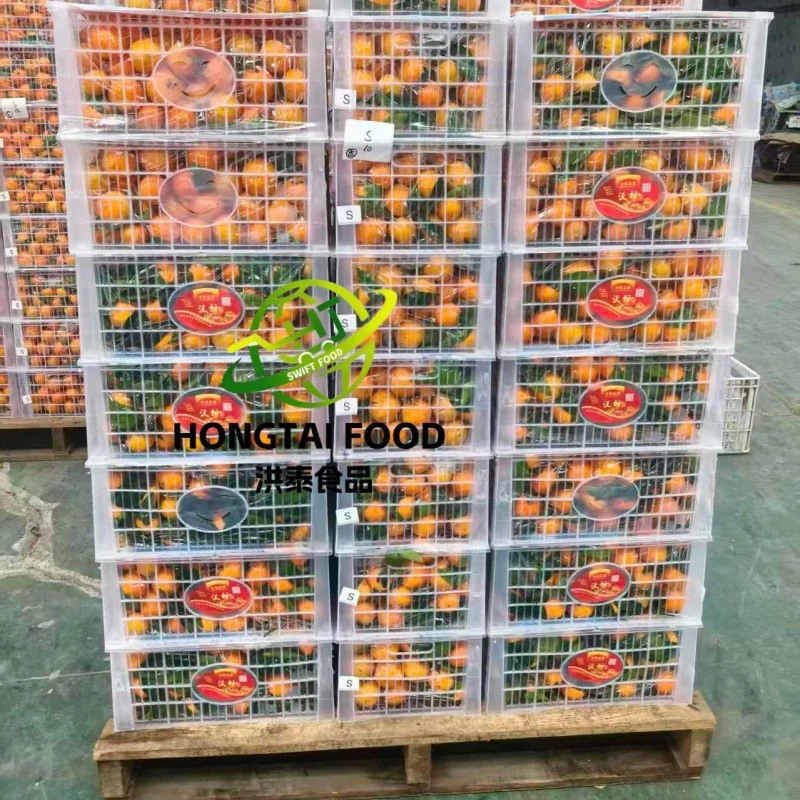 sweet nanfeng orange sweet nanfeng orange