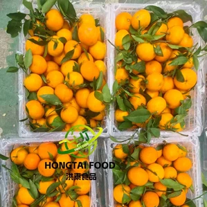 sweet nanfeng orange sweet nanfeng orange