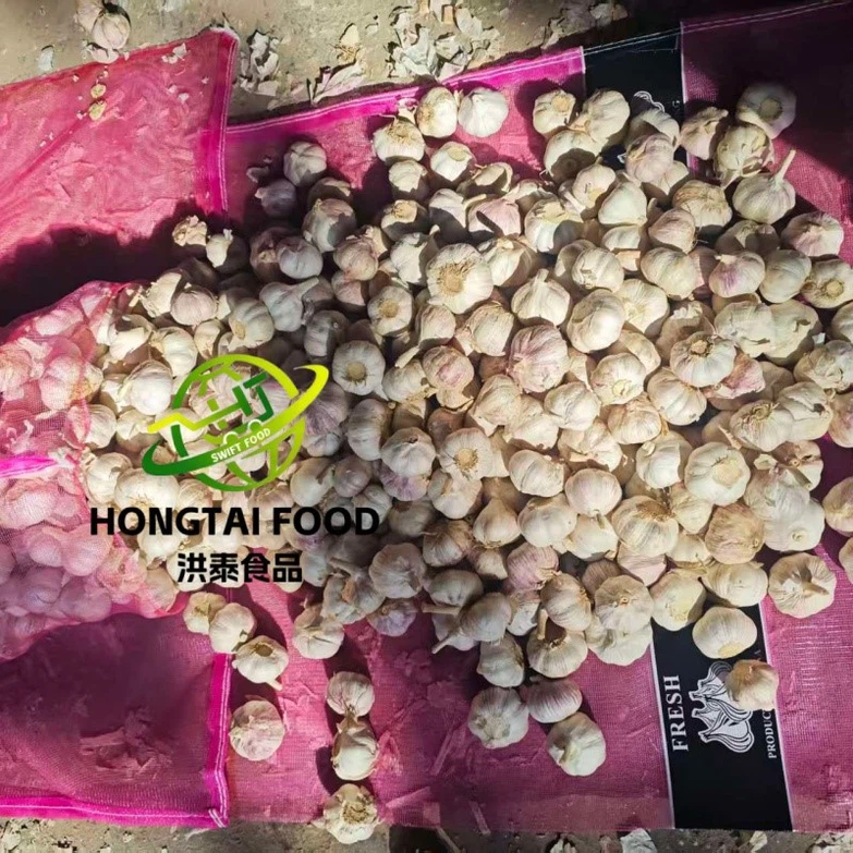 fesh garlic fesh garlic